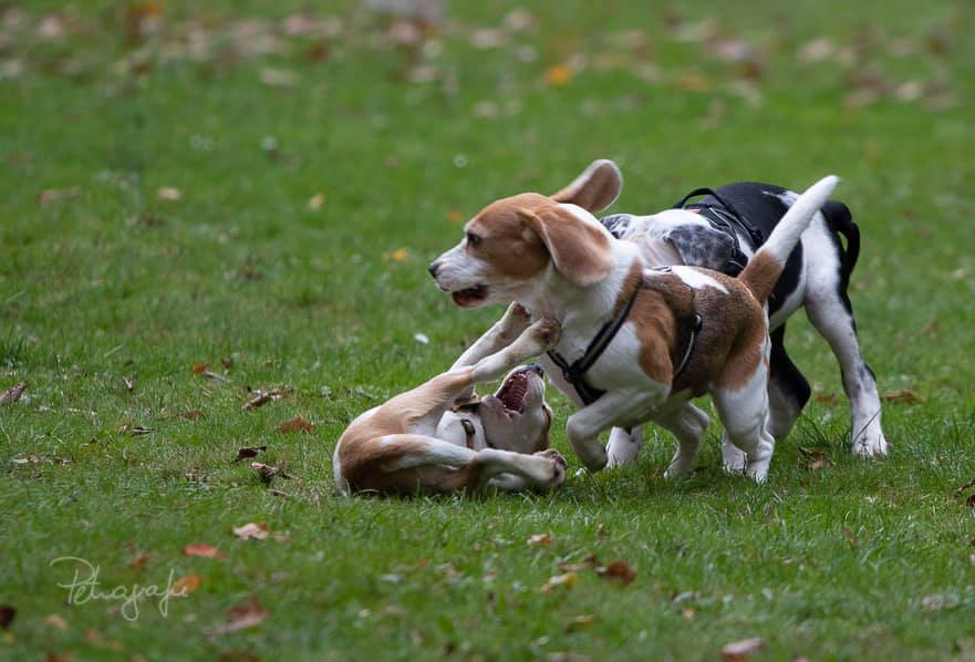 3 Hunde im Spiel.jpg